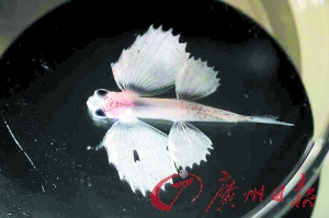 探访太平洋垃圾大陆:聚集700万吨全球垃圾