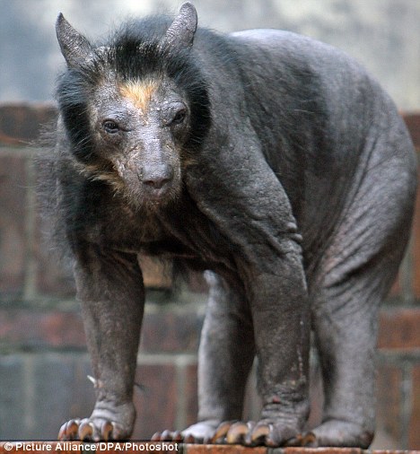 德国动物园中一头熊全身毛掉光成“裸体熊”