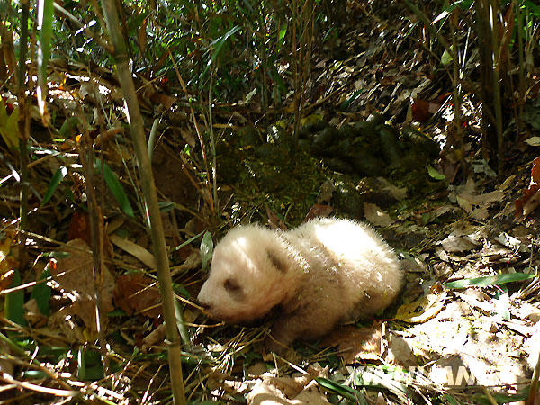 陕西佛坪发现有记载以来第5只棕色大熊猫
