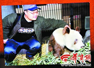 陕西佛坪发现有记载以来第5只棕色大熊猫