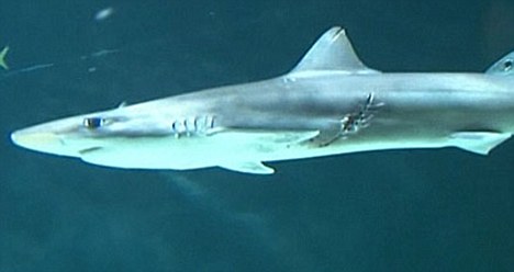 新西兰鲨鱼遭意外“剖腹产” 一胞八胎皆存活