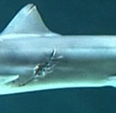 新西兰鲨鱼遭意外“剖腹产” 一胞八胎皆存活