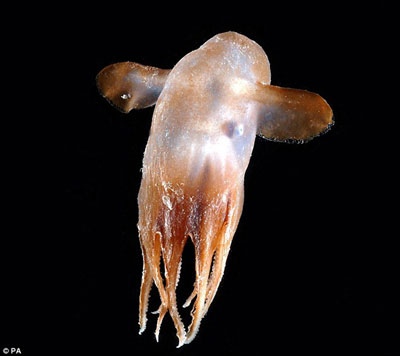 10年科考成果斐然 千米以下深海发现5000余种生物