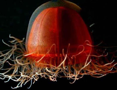 10年科考成果斐然 千米以下深海发现5000余种生物