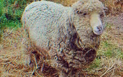 世界最长寿绵羊“幸运”死去 曾获看电视待遇