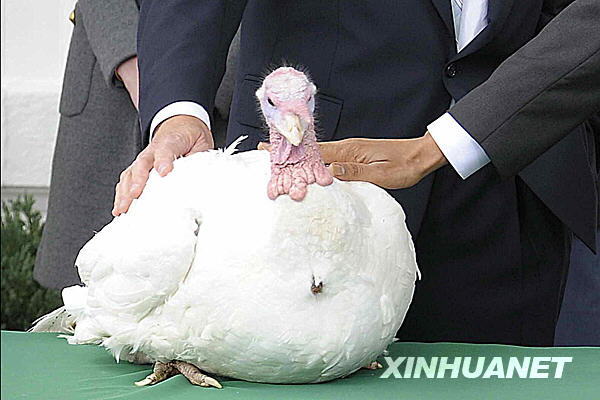 奥巴马感恩节前赦免火鸡