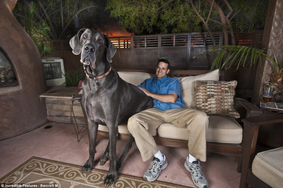 美大丹犬站高超1米+有望成为世界最高犬
