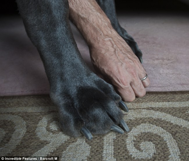 美大丹犬站高超1米 有望成为“世界最高犬”