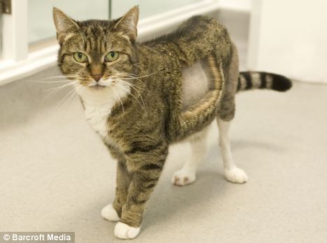 英国小猫遭车祸撞碎腿 安人造膝盖开世界先河