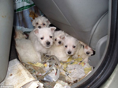 残忍司机车厢内藏47只狗崽连续驾驶 被控“虐待动物”