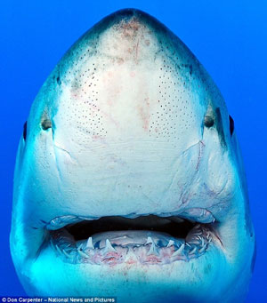 大白鲨面对镜头龇牙一笑 可爱亦可怕！