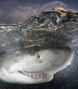 大白鲨面对镜头龇牙一笑 可爱亦可怕！