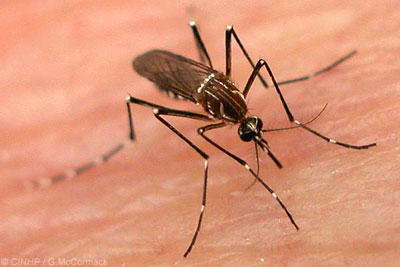 日科学家对抗疟疾新办法 让蚊子给人叮“疫苗”