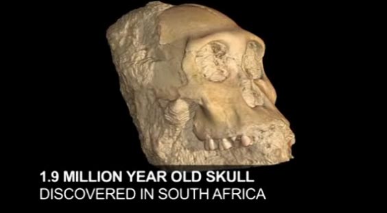 南非发现190万年前原始人化石 填补进化缺失环节