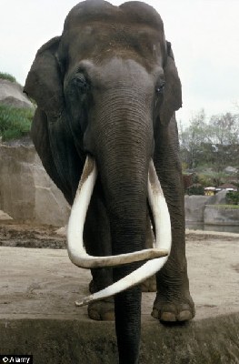 印度色魔公象杀害12只母象 遭15人专案组追捕