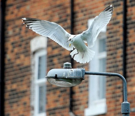 英国海鸥头部被飞镖洞穿 头顶凶器照飞不误