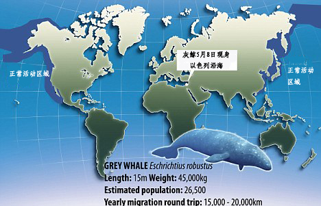 世界最孤独鲸鱼迷途地中海 又是气候惹的祸?
