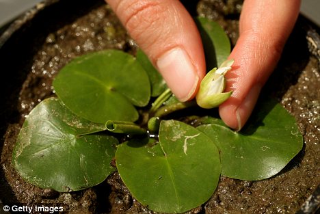 英重新培育出已灭绝的世界最袖珍睡莲(图)