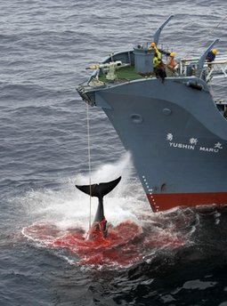 澳对日捕鲸活动提起国际诉讼 东京表示遗憾