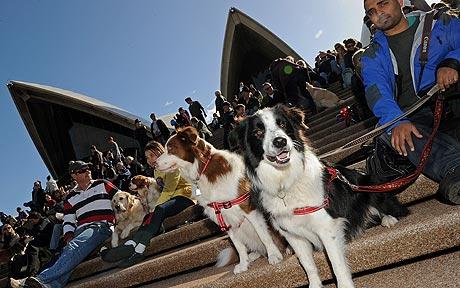悉尼歌剧院举办“狗狗音乐会”