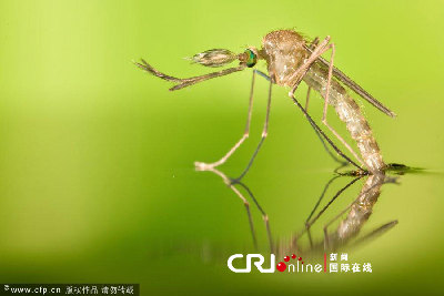 英国一工作室拍摄蚊子孵化场景(高清组图)