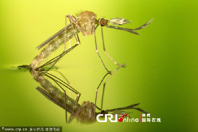 英国一工作室拍摄蚊子孵化场景(高清组图)