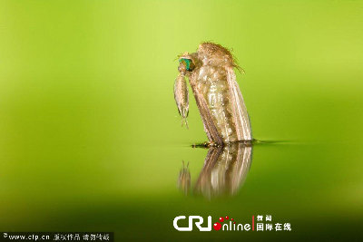 英国一工作室拍摄蚊子孵化场景(高清组图)