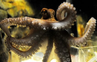 神奇章鱼预测世界杯德国将战胜阿根廷