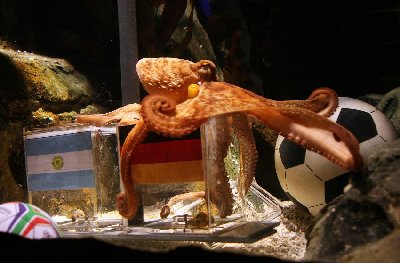 神奇章鱼预测世界杯德国将战胜阿根廷