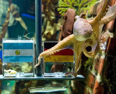 神奇章鱼预测世界杯德国将战胜阿根廷