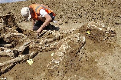 荷兰一处集体坟墓发现51具保存完好的马匹骨架
