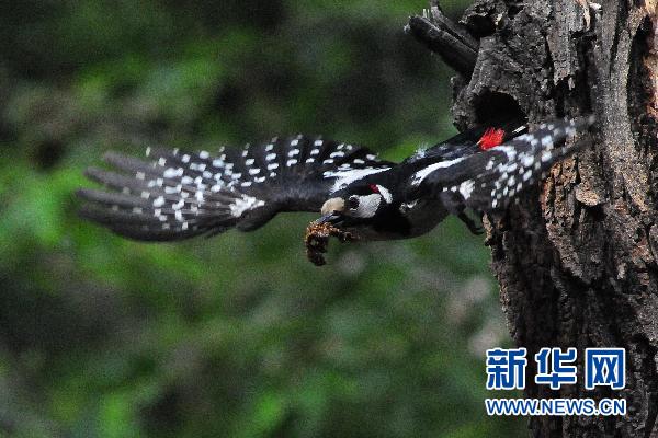 大斑啄木鸟的“爱情故事”