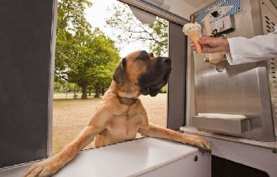 英推出全新狗食冰淇淋 宠物也能享清凉美味