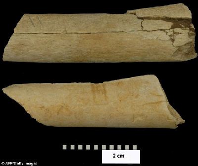 340万年前骨化石惊现刻凿痕迹 人类使用石器提前80万年