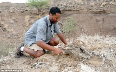 340万年前骨化石惊现刻凿痕迹 人类使用石器提前80万年