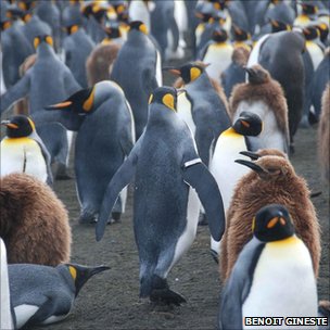 10年研究发现绑扎鳍肢标签对企鹅有害