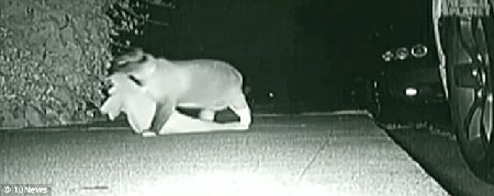 美国小镇惊现“猫咪大盗” 3年作案超过600次