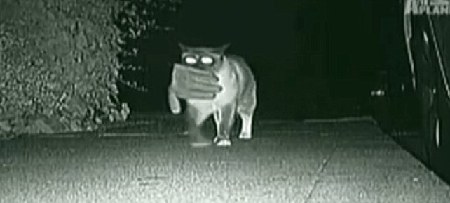 美国小镇惊现“猫咪大盗” 3年作案超过600次