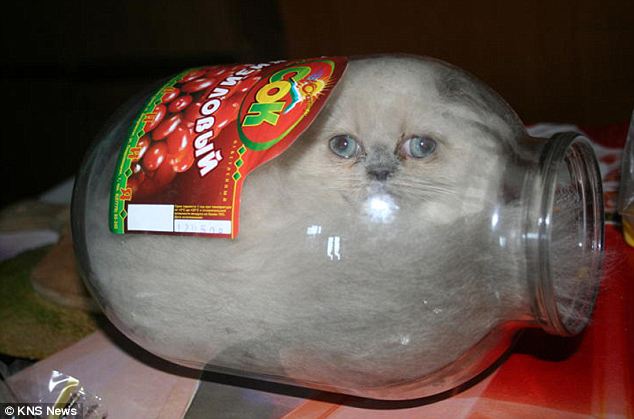 俄罗斯小猫独特癖好 会缩骨功爱钻玻璃罐子