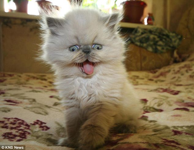 俄罗斯小猫独特癖好 会“缩骨功”爱钻玻璃罐子