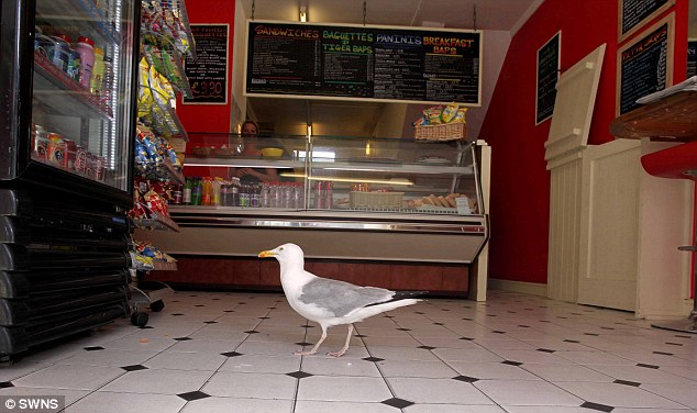 英国一海鸥每日三餐吃定食品店 店主损失惨重很无奈