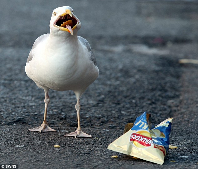 英国一海鸥每日三餐吃定食品店 店主损失惨重很无奈