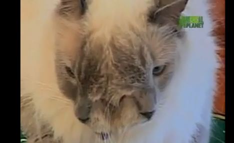 图:美“双面猫”被载入吉尼斯世界纪录 已存活12年