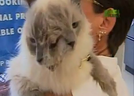 图:美“双面猫”被载入吉尼斯世界纪录 已存活12年