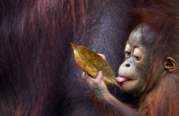 英国摄影师拍下猩猩生活照 动人瞬间尽显母子亲情