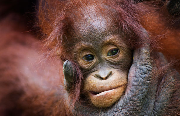 英国摄影师拍下猩猩生活照 动人瞬间尽显母子亲情