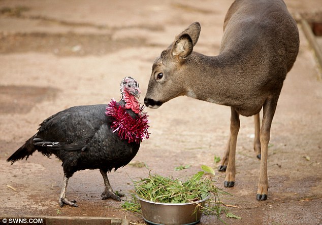 英动物园跨界情侣--火鸡与小鹿一见钟情形影
