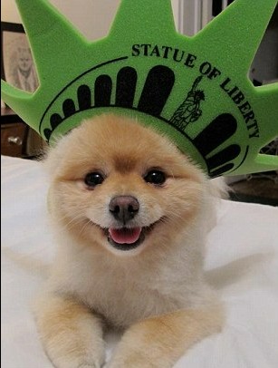 主人状告前女友 美国网络萌狗卷入50万美元索赔案