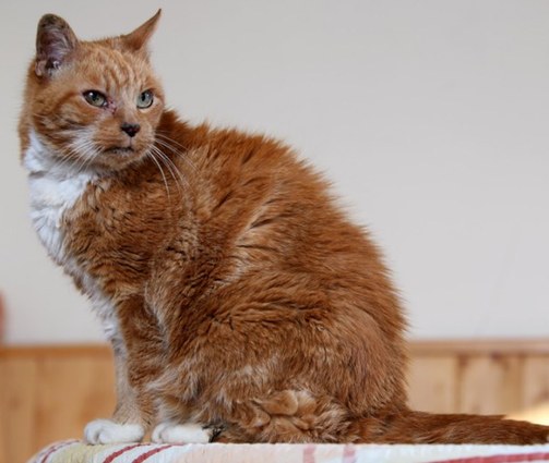 英国最老猫咪迎25岁生日 相当于人类116岁寿星