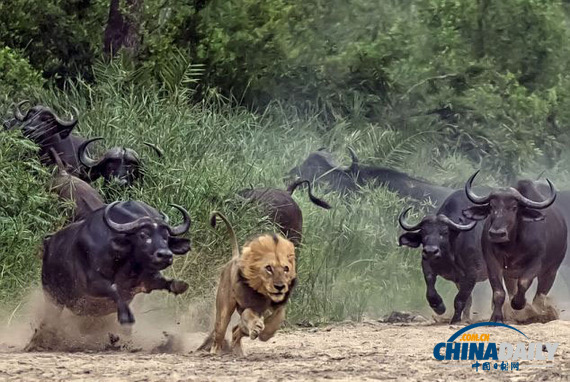 猎手瞬间变猎物 南非狮子进攻水牛不成仓皇逃
